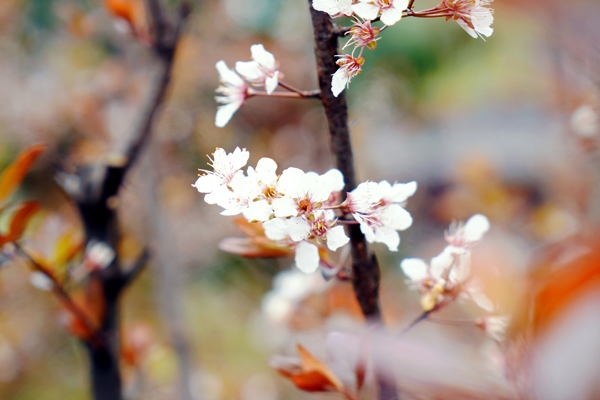 新一輪醫(yī)保調(diào)整延續(xù)激勵中藥，尤其鼓勵中藥創(chuàng)新