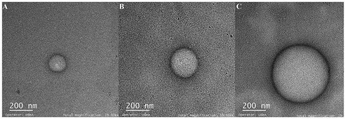 MicrographinTEM:A.Microfluidization,B.Ultrasound,C.Rotor-Statorall theimagespresentsphericalgeometrieswiththepresenceofmonolayer liposomes.