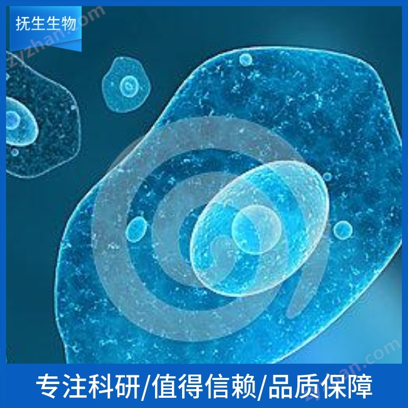 Especificações da célula substancial do fígado de suíno