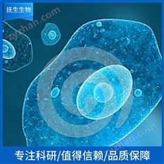 豬肝實質(zhì)細(xì)胞永生化