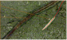 637989499818319947545.png 微根窗技術(shù)原位監(jiān)測細根的生長和周轉(zhuǎn)